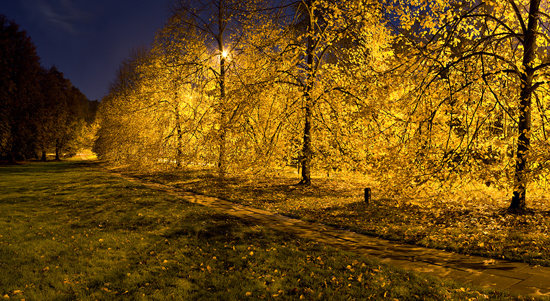 golden fall trees along the Backs at Cambridge University in England