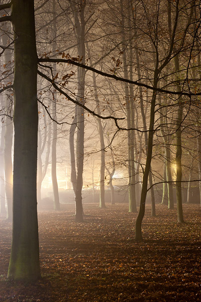 foggy trees within Queens' College at Cambridge University in England