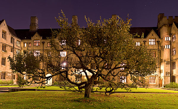 tree in Bodley's Court within King's College at Cambridge University in England