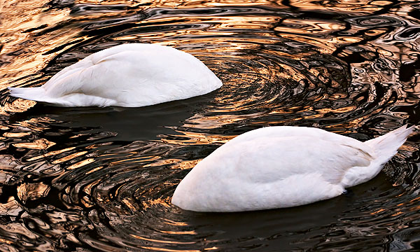two circling swans in the River Cam at Cambridge University in England