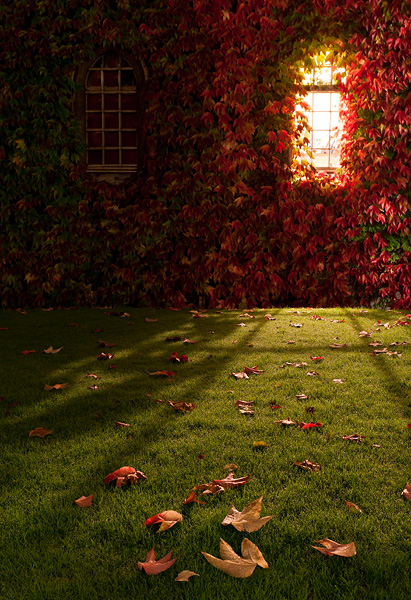 red fall leaves below a window within St. John's College at Cambridge University in England
